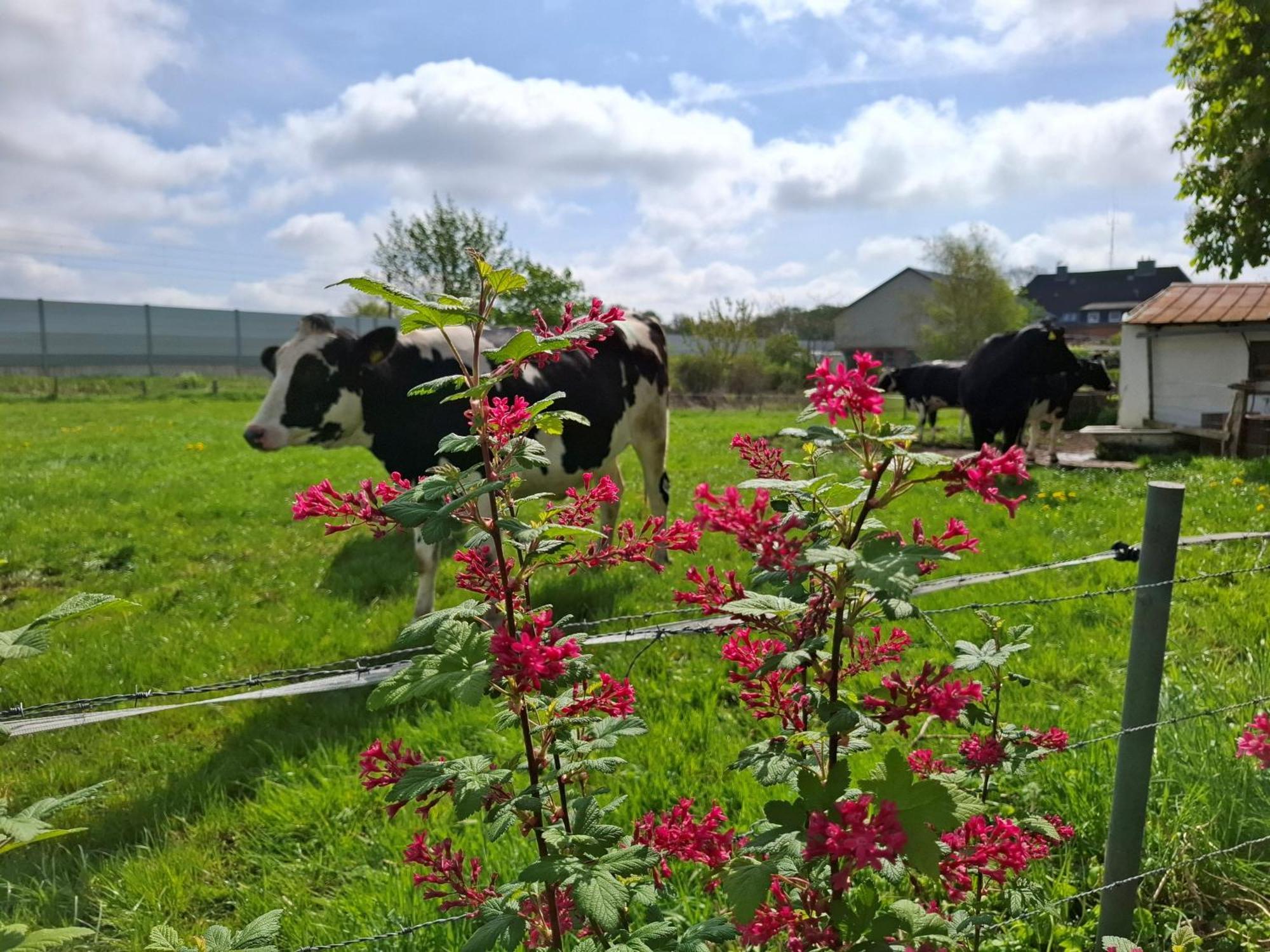 Ferienwohnung Naeve - Gemuetliche Wohnung Auf Dem Lande Mit Zwei Schlafzimmern Barderup Exterior foto